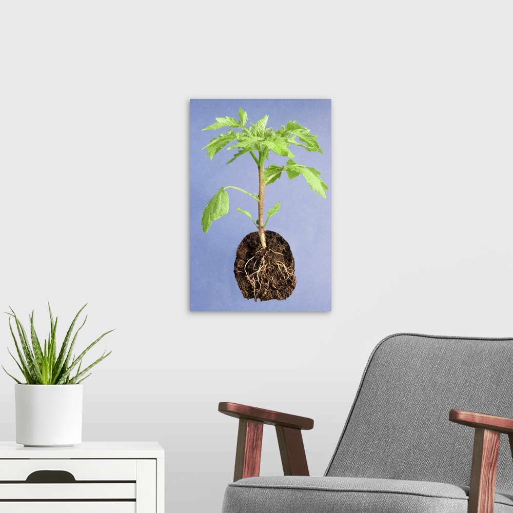 A modern room featuring Tomato plant (Solanum lycopersicum). Aerial parts and root system of a young tomato plant.