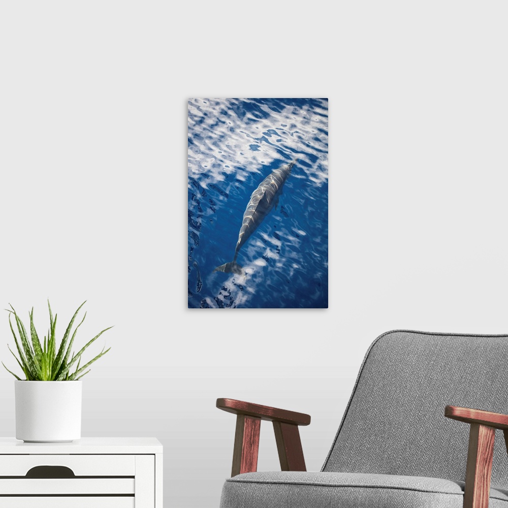 A modern room featuring A spinner dolphin gracefully glides through the clear blue waters.