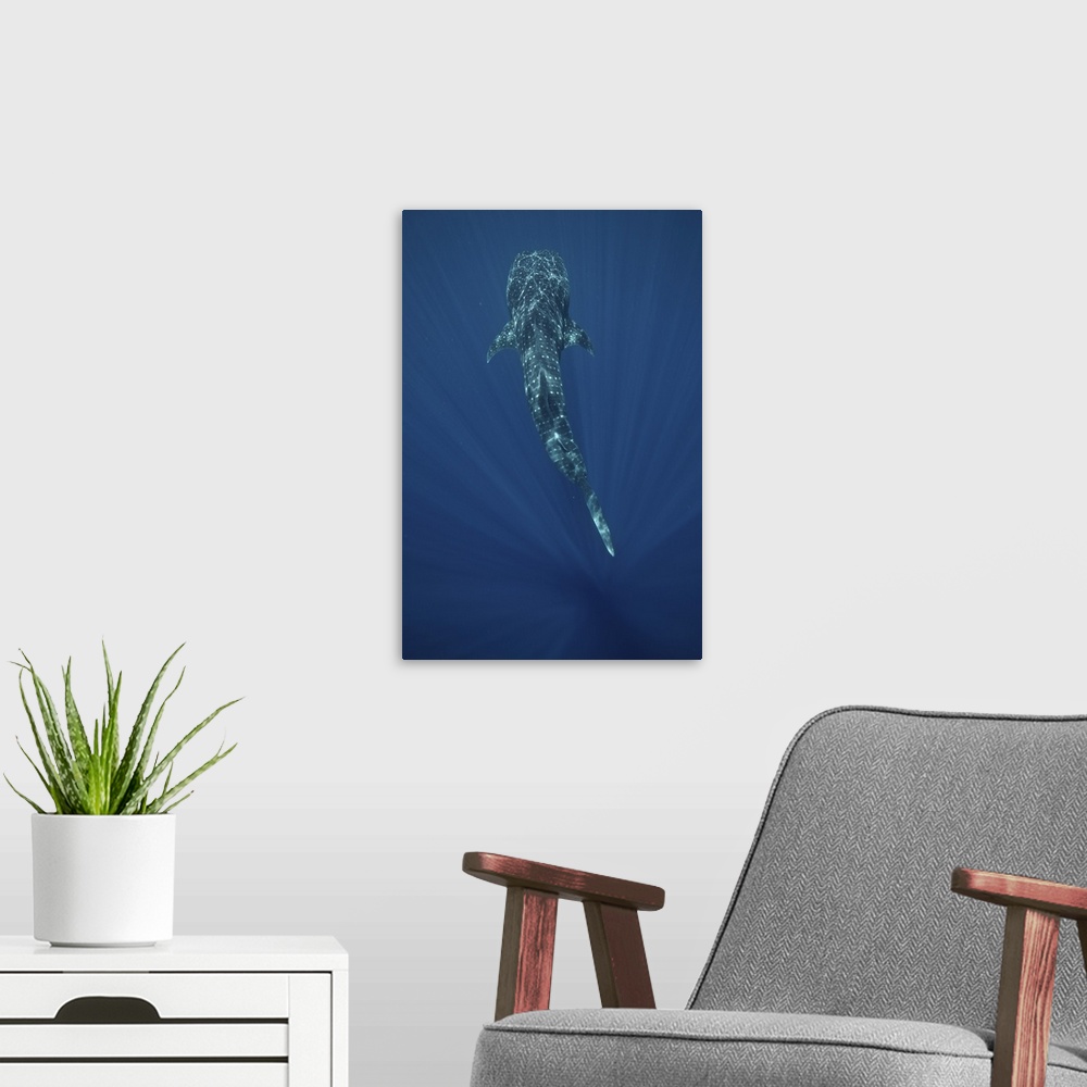 A modern room featuring A whale shark (Rhincodon typus) swimming in the deep blue waters of Sogod bay, Southern Leyte, Ph...