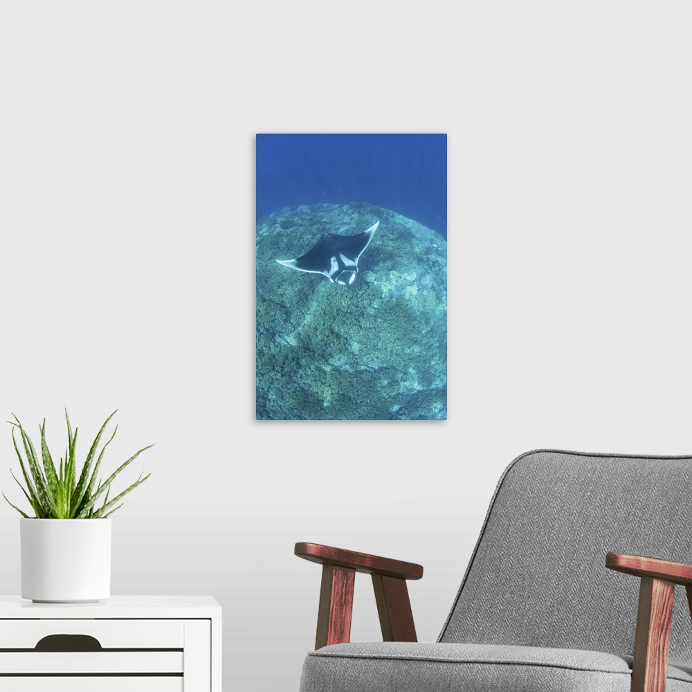 A modern room featuring An oceanic manta ray, Manta birostris, swims over a coral reef.