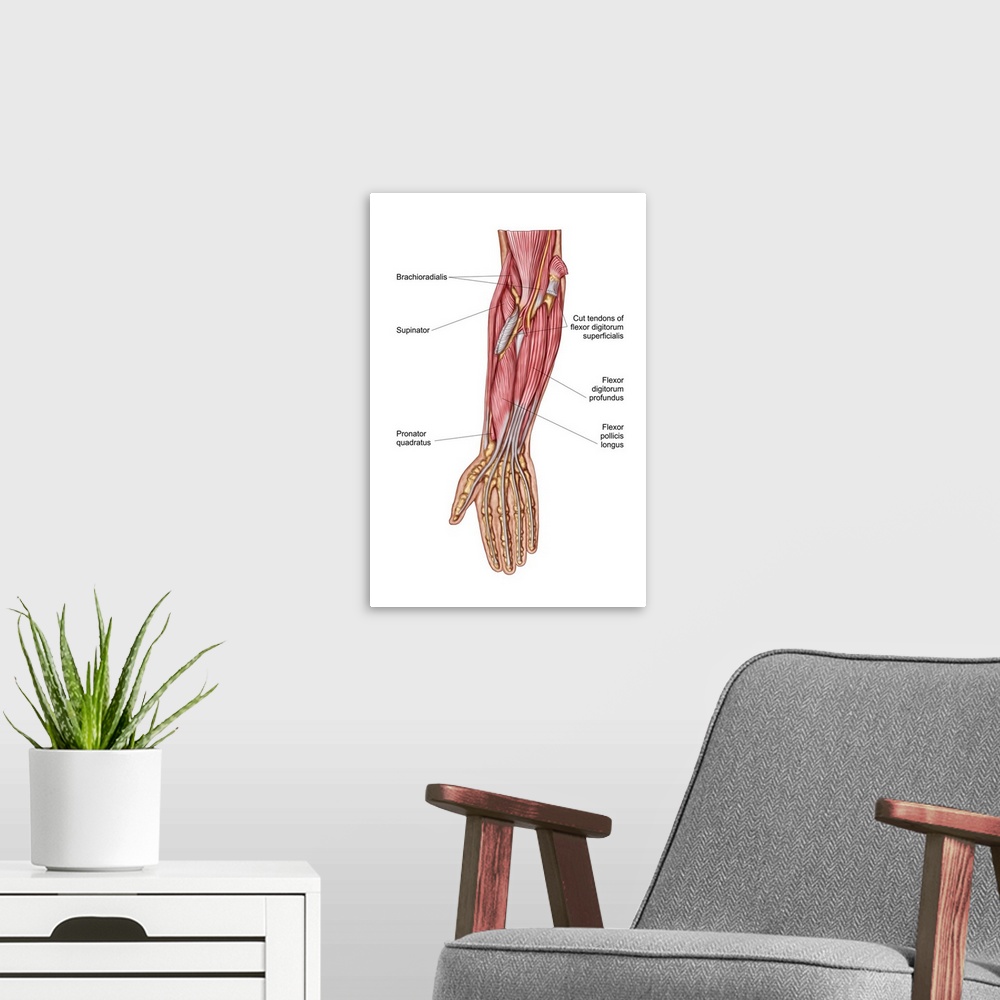 A modern room featuring Anatomy of human forearm muscles, deep anterior view.