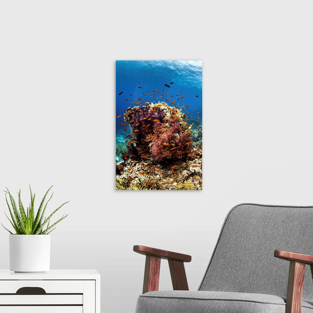 A modern room featuring Anthias fish surround a coral bommie in the Red Sea.
