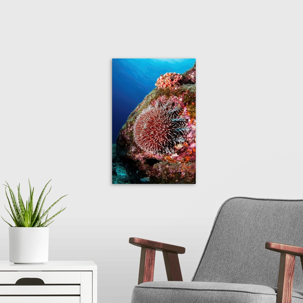 A modern room featuring Crown-of-thorns sea star in the waters near La Paz, Baja California Sur, Mexico.