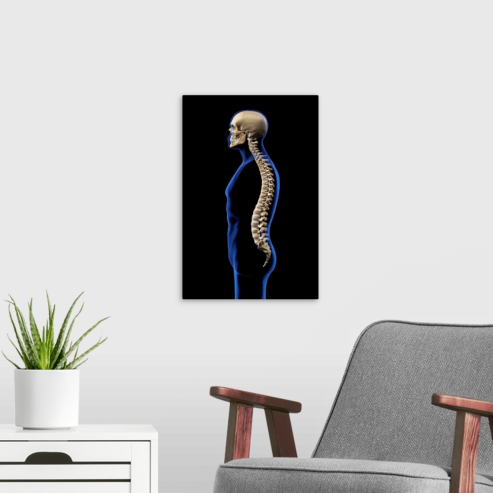 Human Skull And Vertebral Column, Side View On Black Background Wall Art,  Canvas Prints, Framed Prints, Wall Peels | Great Big Canvas