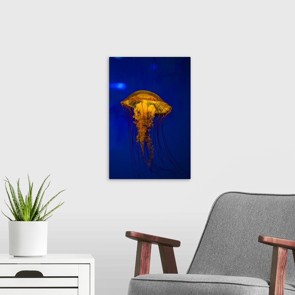 A modern room featuring Pacific sea nettle jellyfish.