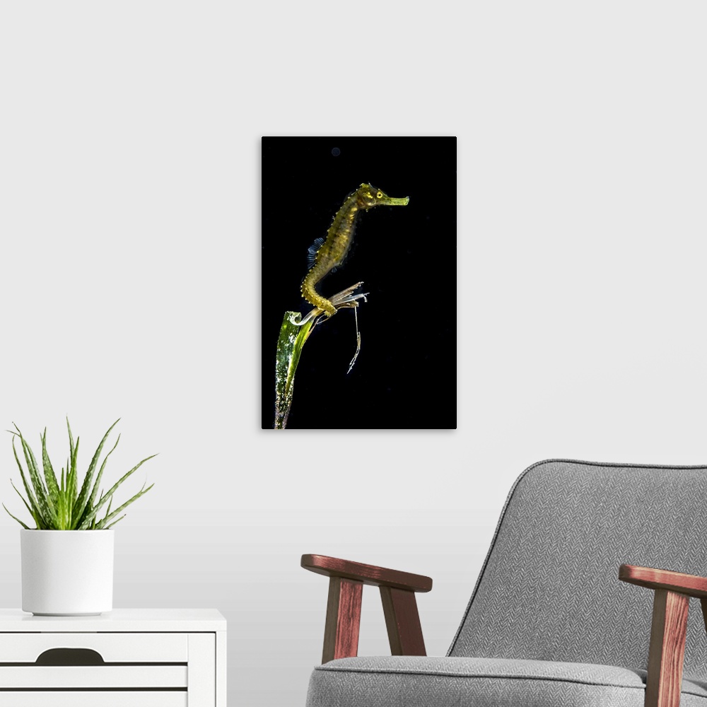 A modern room featuring Pelagic seahorse floating in black water, Romblon, Philippines.