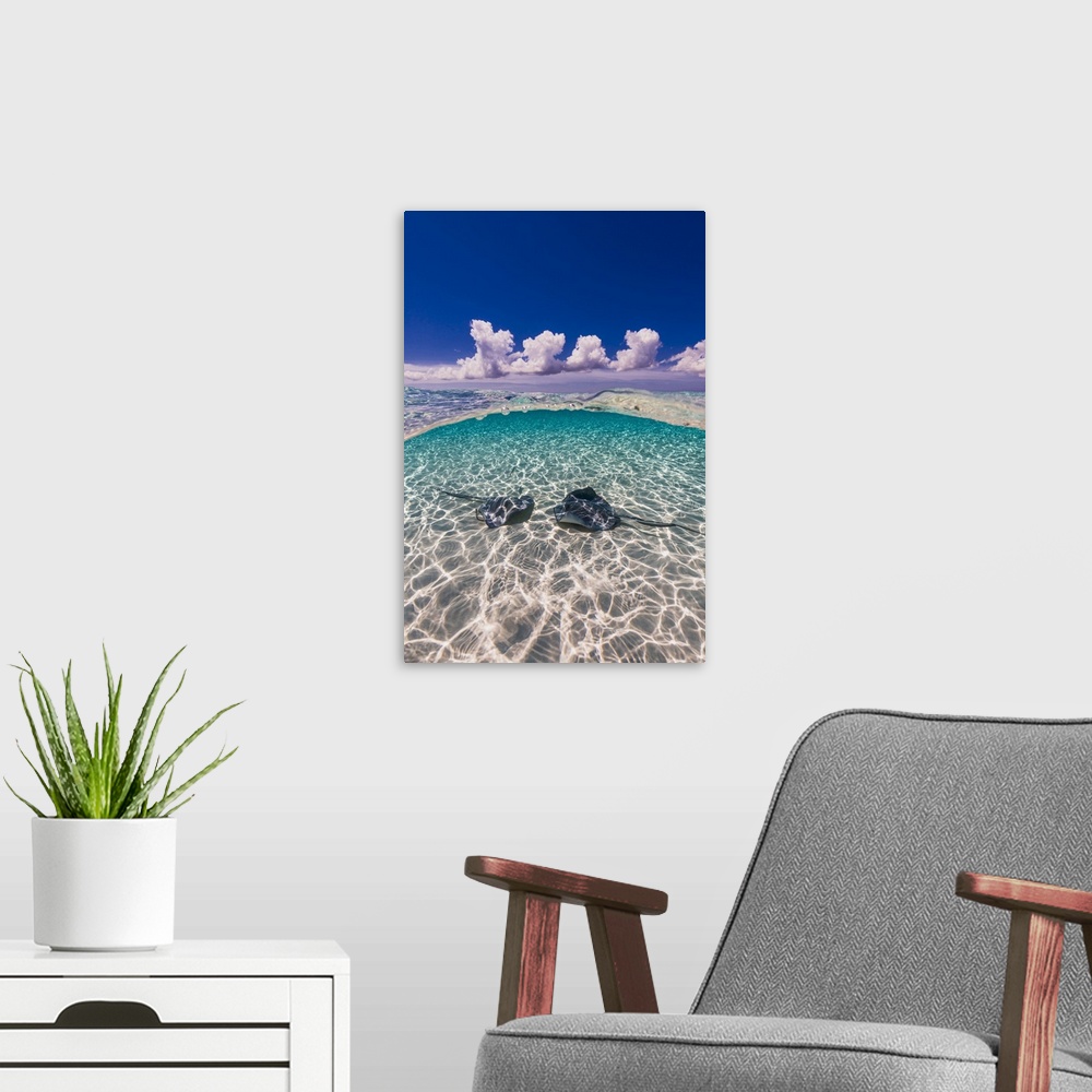 A modern room featuring Southern stingrays on the sandbar in Grand Cayman, Cayman Islands.