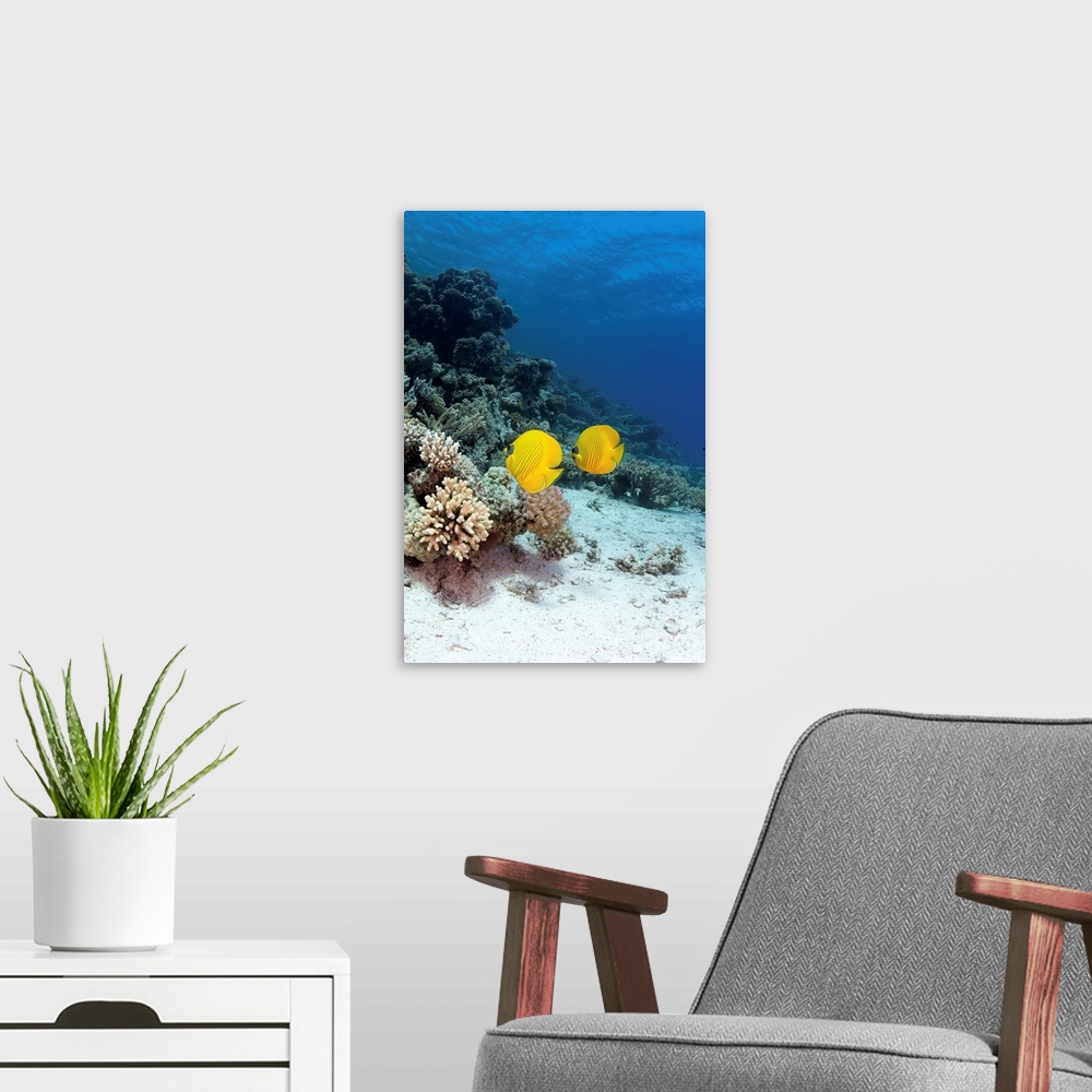 A modern room featuring Two butterflyfish swim over a coral reef in the Red Sea, Egypt.