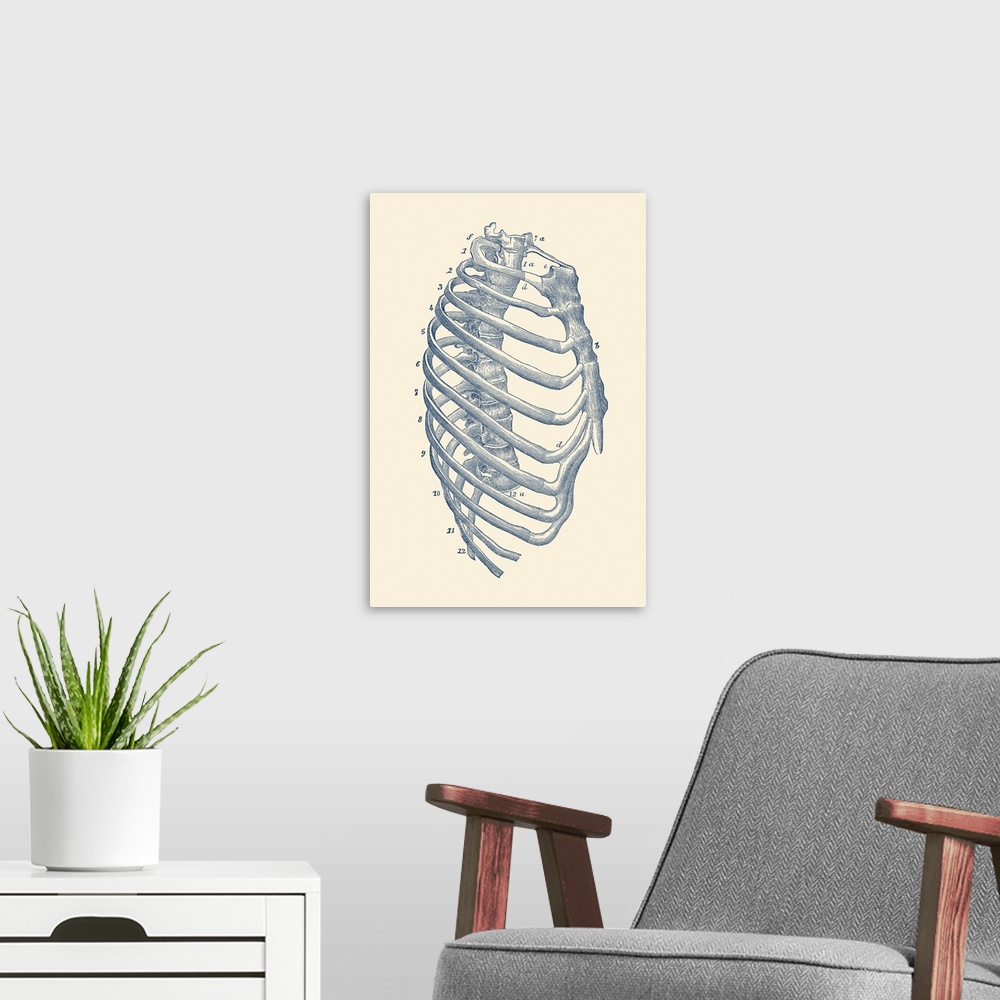 A modern room featuring Vintage anatomy print features the side view of the human rib cage.
