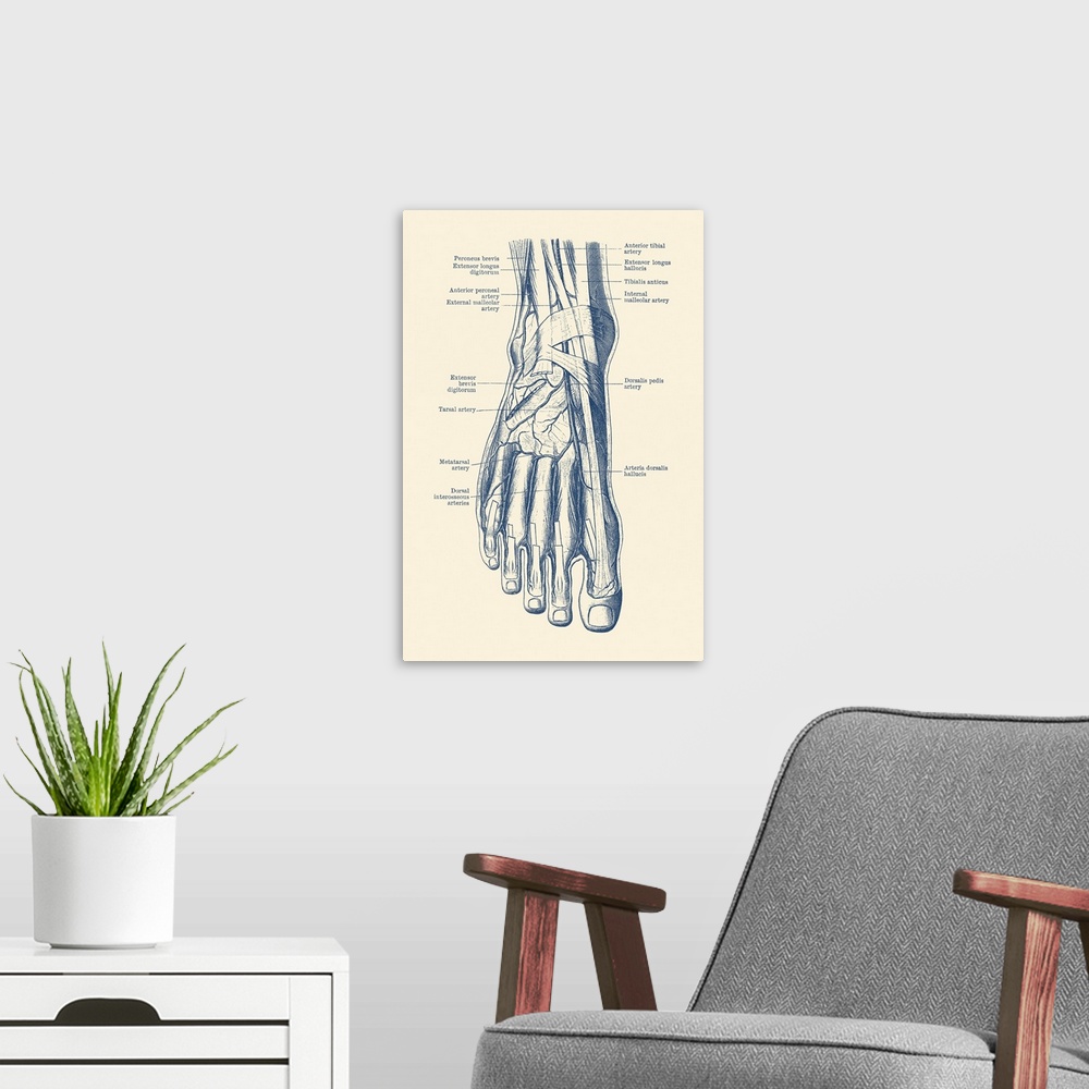 A modern room featuring Vintage anatomy print of the human foot, showcasing the veins and arteries.