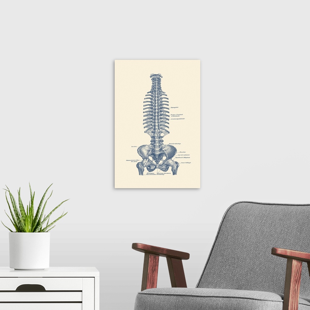 A modern room featuring Vintage anatomy print of the human rib cage and pelvis.