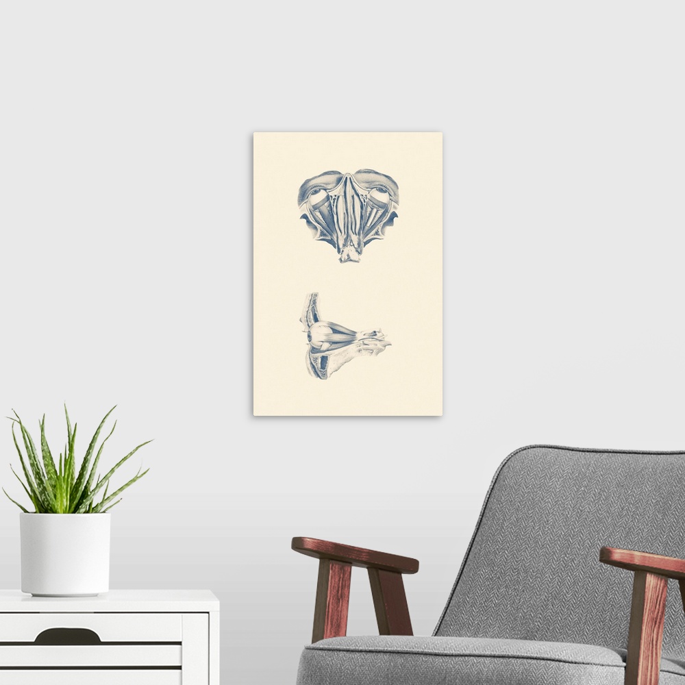 A modern room featuring Vintage anatomy print showing a dual view of human eyes.