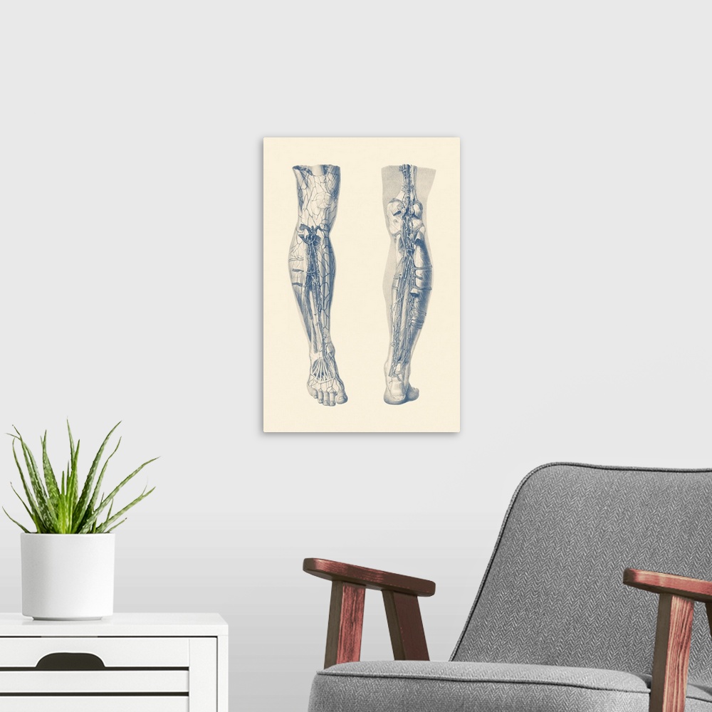A modern room featuring Vintage print showing a dual view of the human muscular system of the right leg.