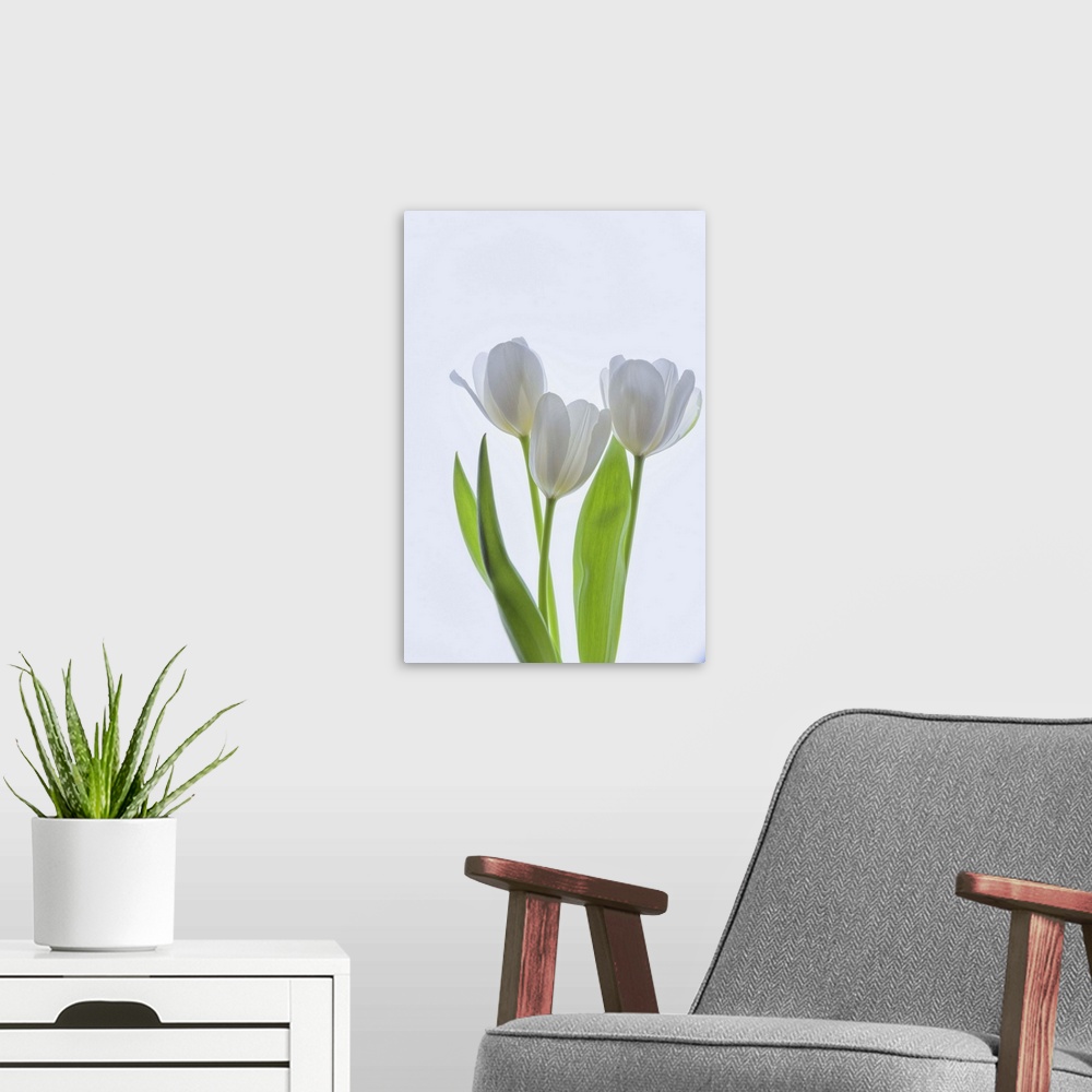 A modern room featuring White Tulips in Bloom