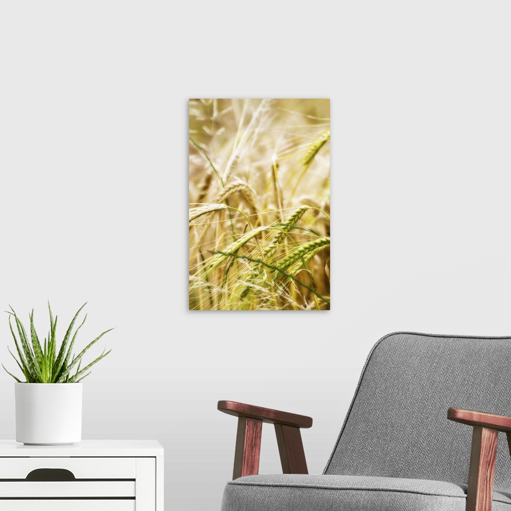 A modern room featuring field of barley