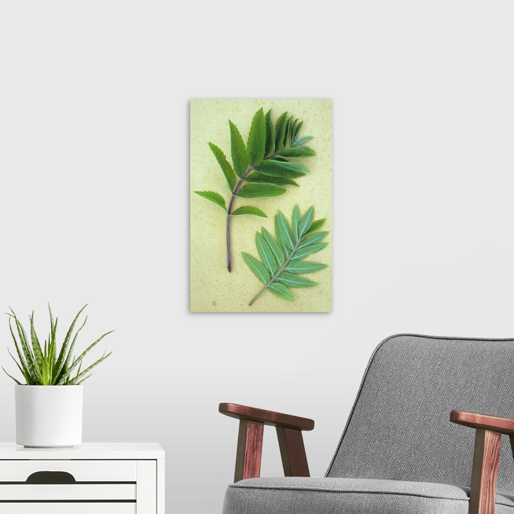 A modern room featuring Two sprigs of fresh spring green leaves of Rowan or Mountain ash or Sorbus aucuparia tree lying o...