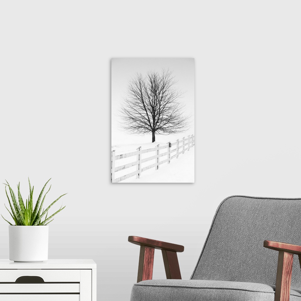 A modern room featuring In this photo, a lone tree is contrasting against a white snowy landscape.