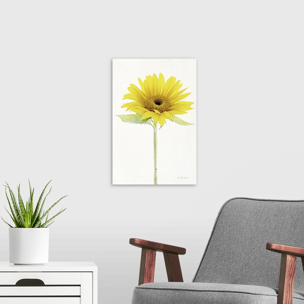 A modern room featuring Photograph of a yellow sunflower in muted tones that fade into the white background.