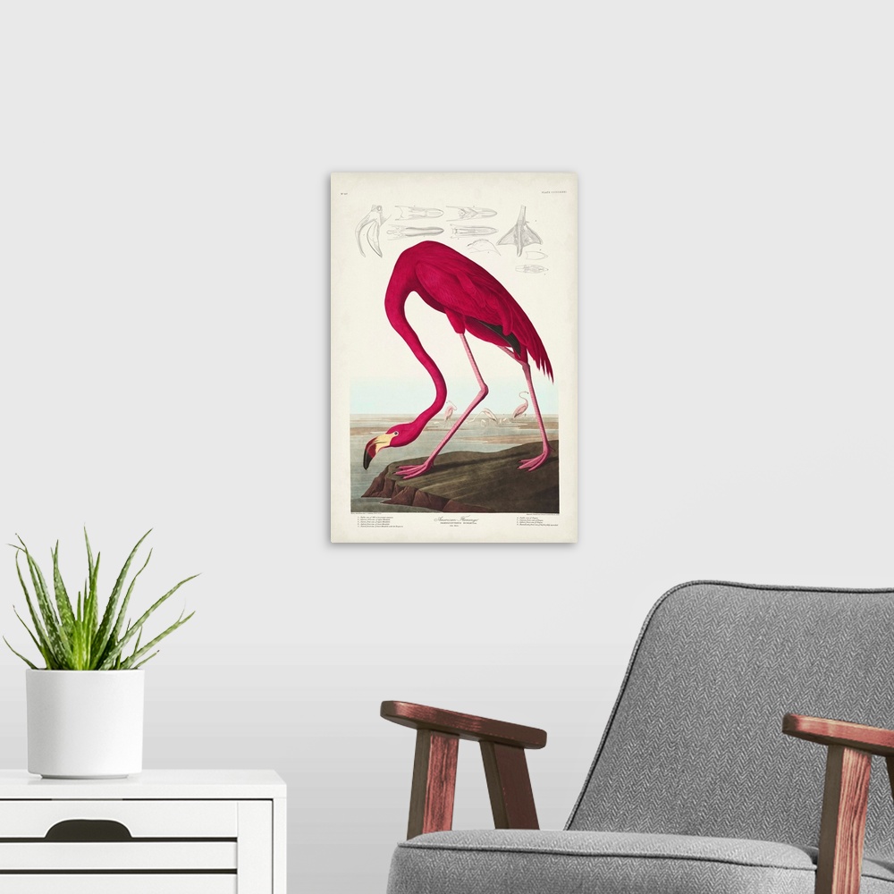 A modern room featuring American Flamingo