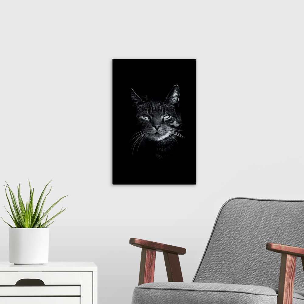 A modern room featuring Dark Cat