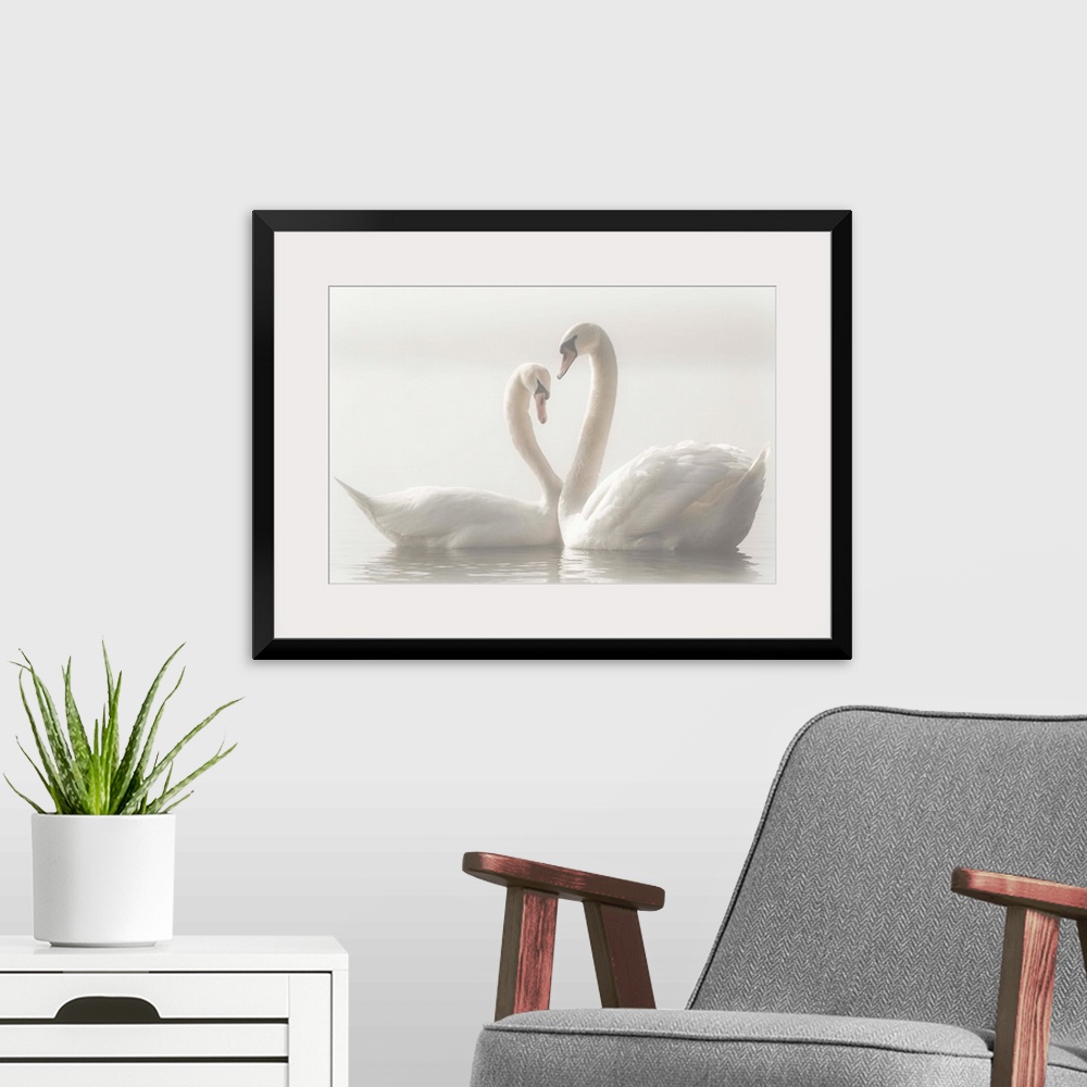 A modern room featuring Two Mute Swans swim closely together, their arched necks creating the image of a heart.