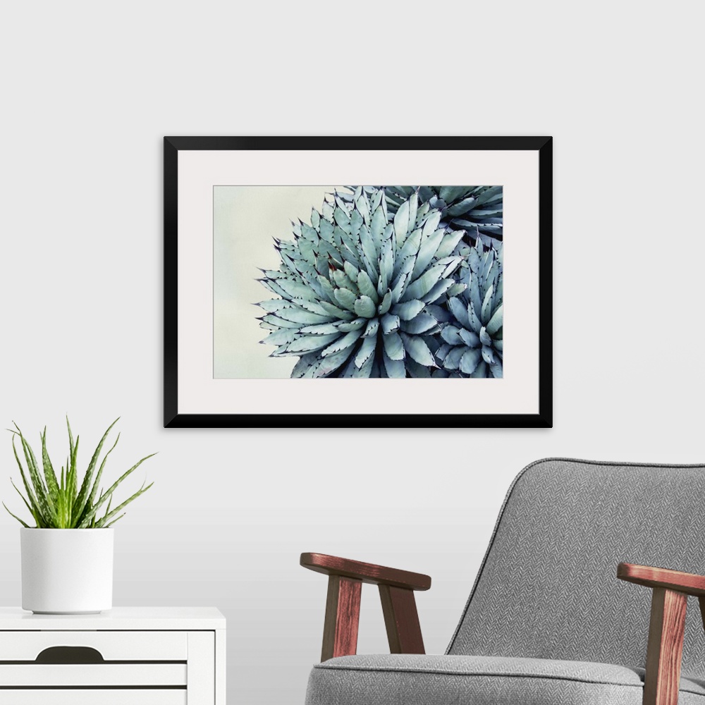 A modern room featuring Close up photo of succulent plants with pointed green leaves.