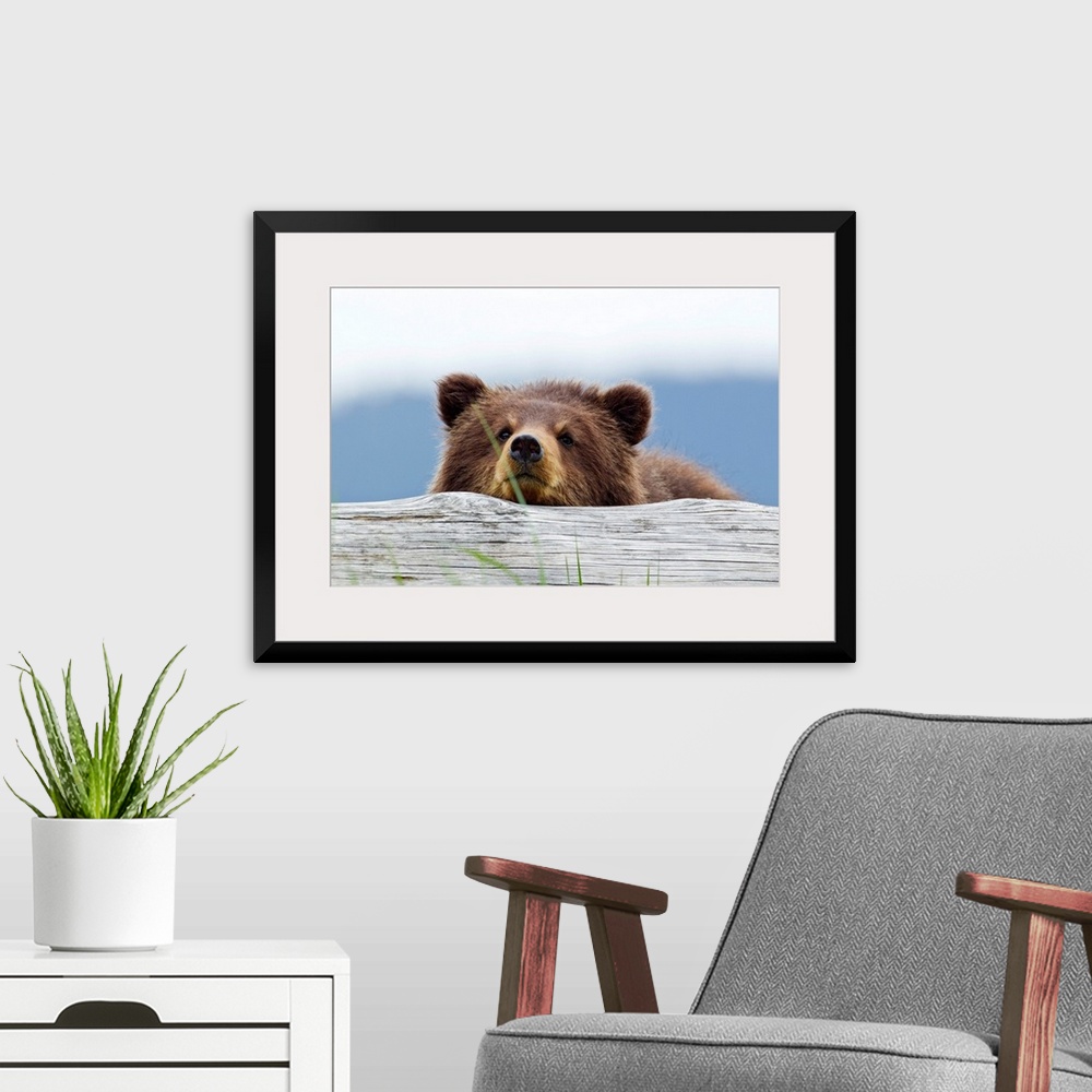 A modern room featuring Horizontal, giant photograph of a brown bear looking forward while resting its chin on a log, a b...