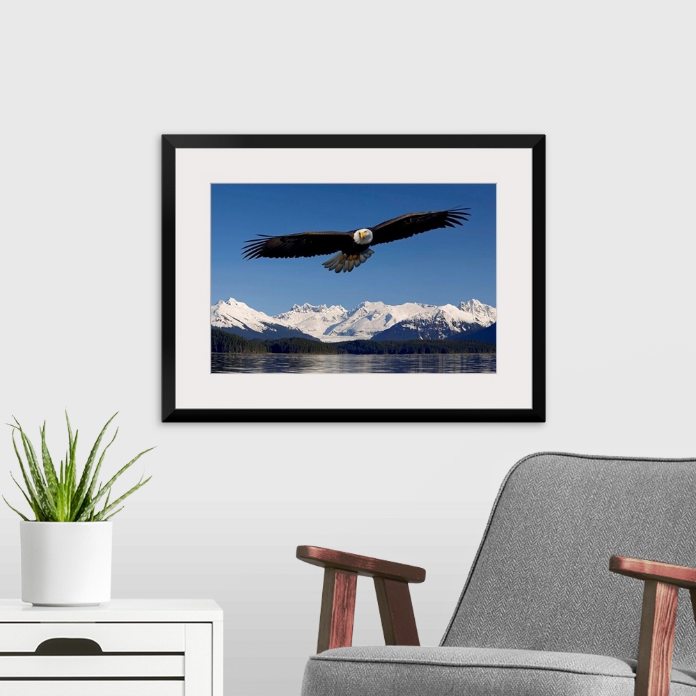 A modern room featuring Photo print of an eagle with wide wing span flying over water with snowy rugged mountains in the ...