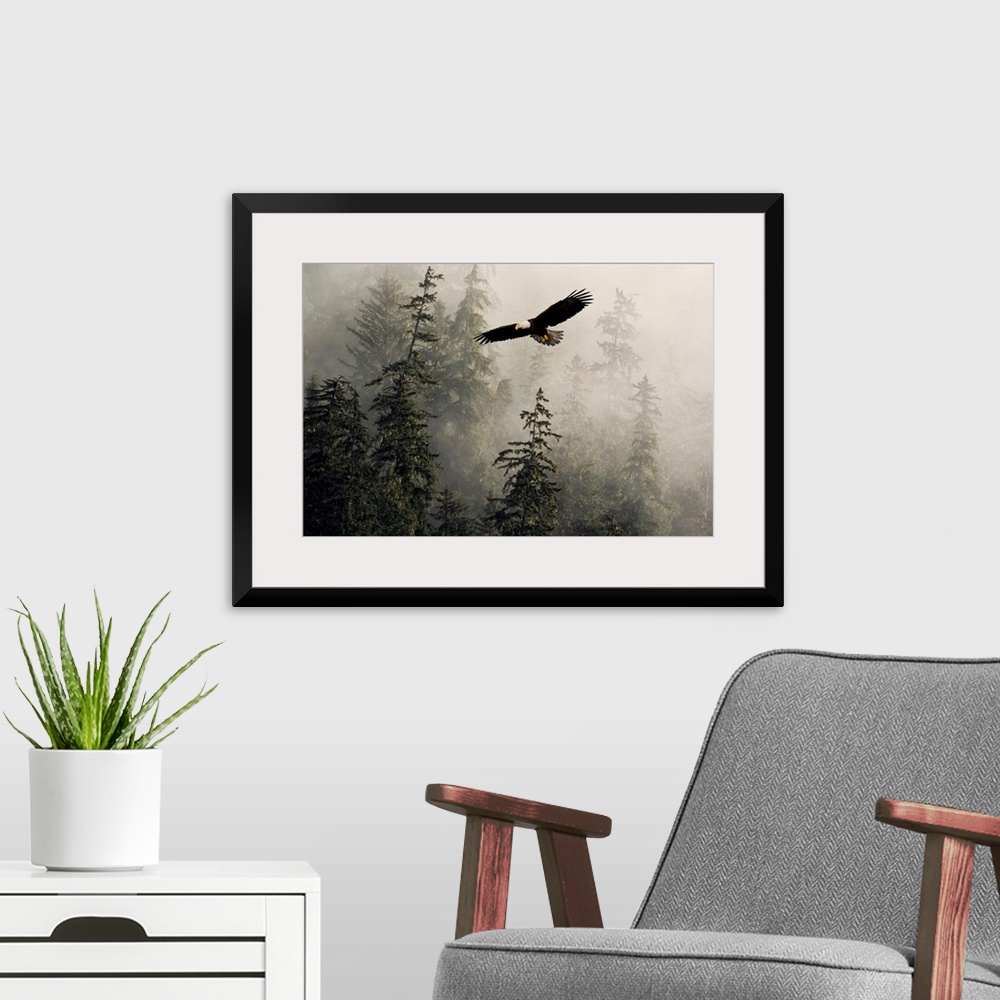 A modern room featuring Bald Eagle Soaring Through Misty Tongass Nat Forest Southeast Alaska