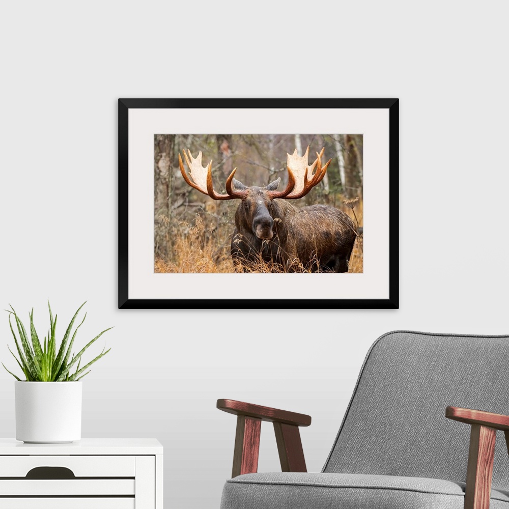 A modern room featuring Bull moose (alces alces) in rutting season; Anchorage, Alaska, United States of America