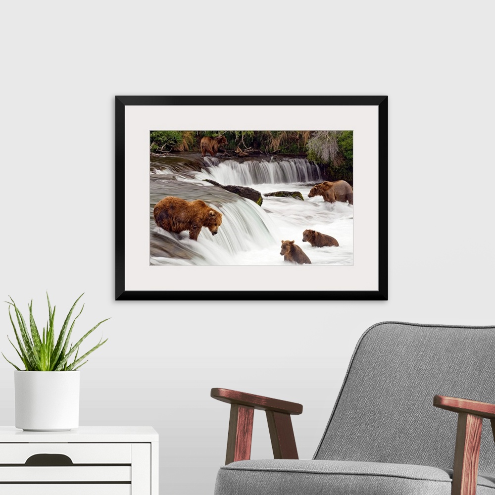 A modern room featuring Big canvas print of brown bears trying to catch fish near a small waterfall in the forest.