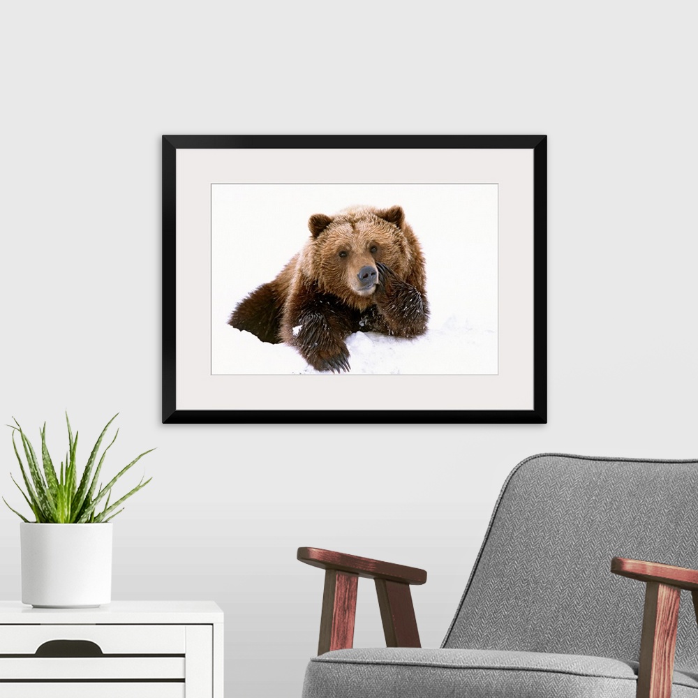 A modern room featuring A large brown bear is photographed laying in the snow with its paw resting on its cheek.
