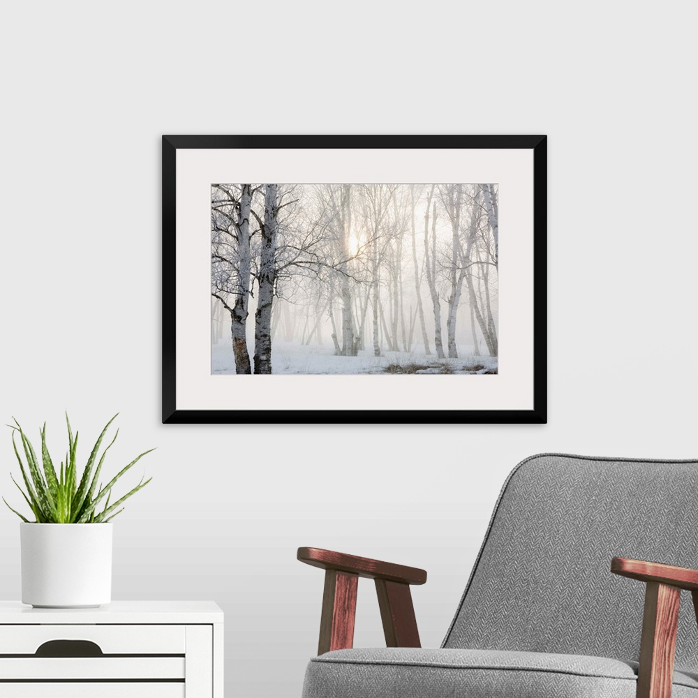 A modern room featuring Ontario, Canada, Birch Trees In The Fog