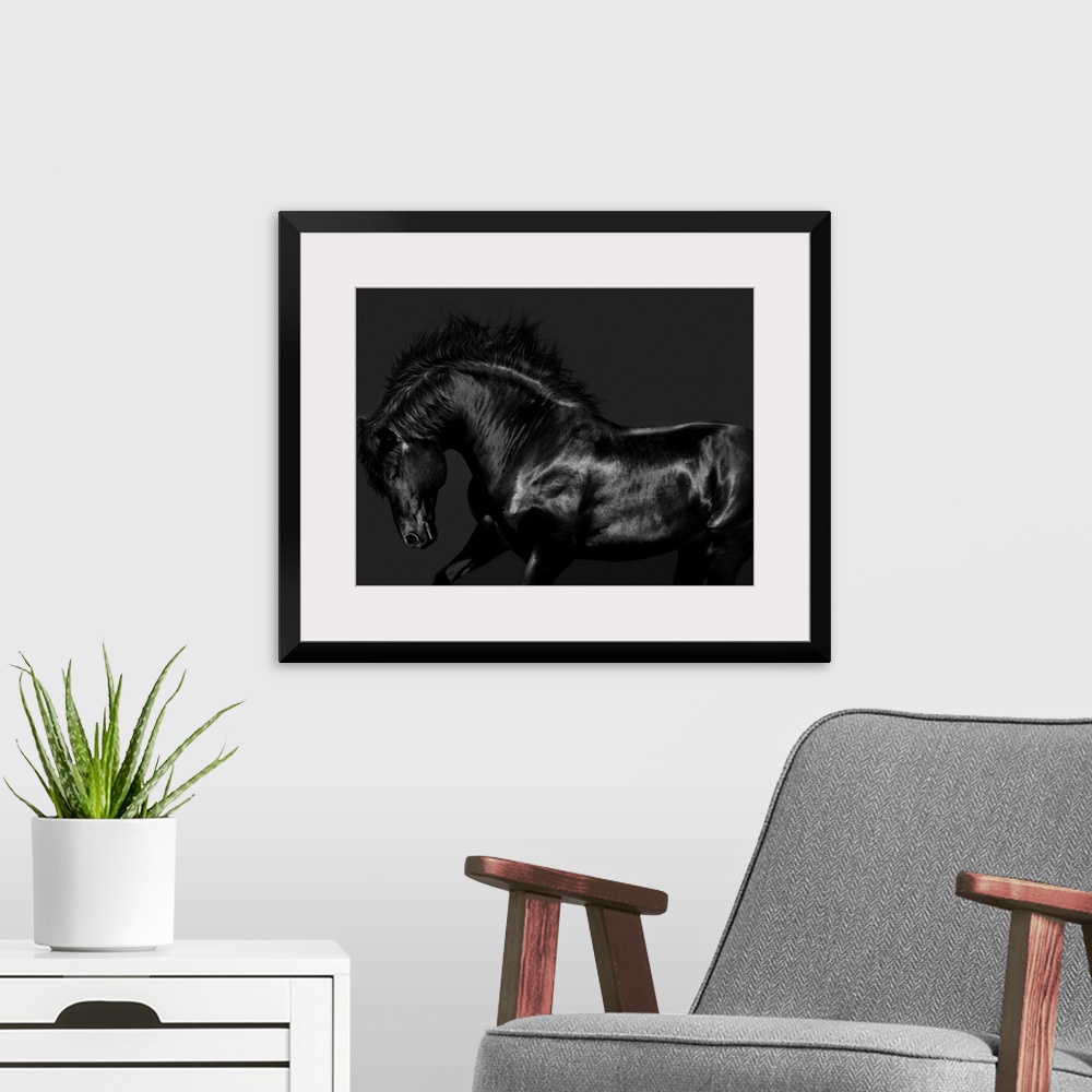 A modern room featuring Photograph of a galloping black horse against a black background.