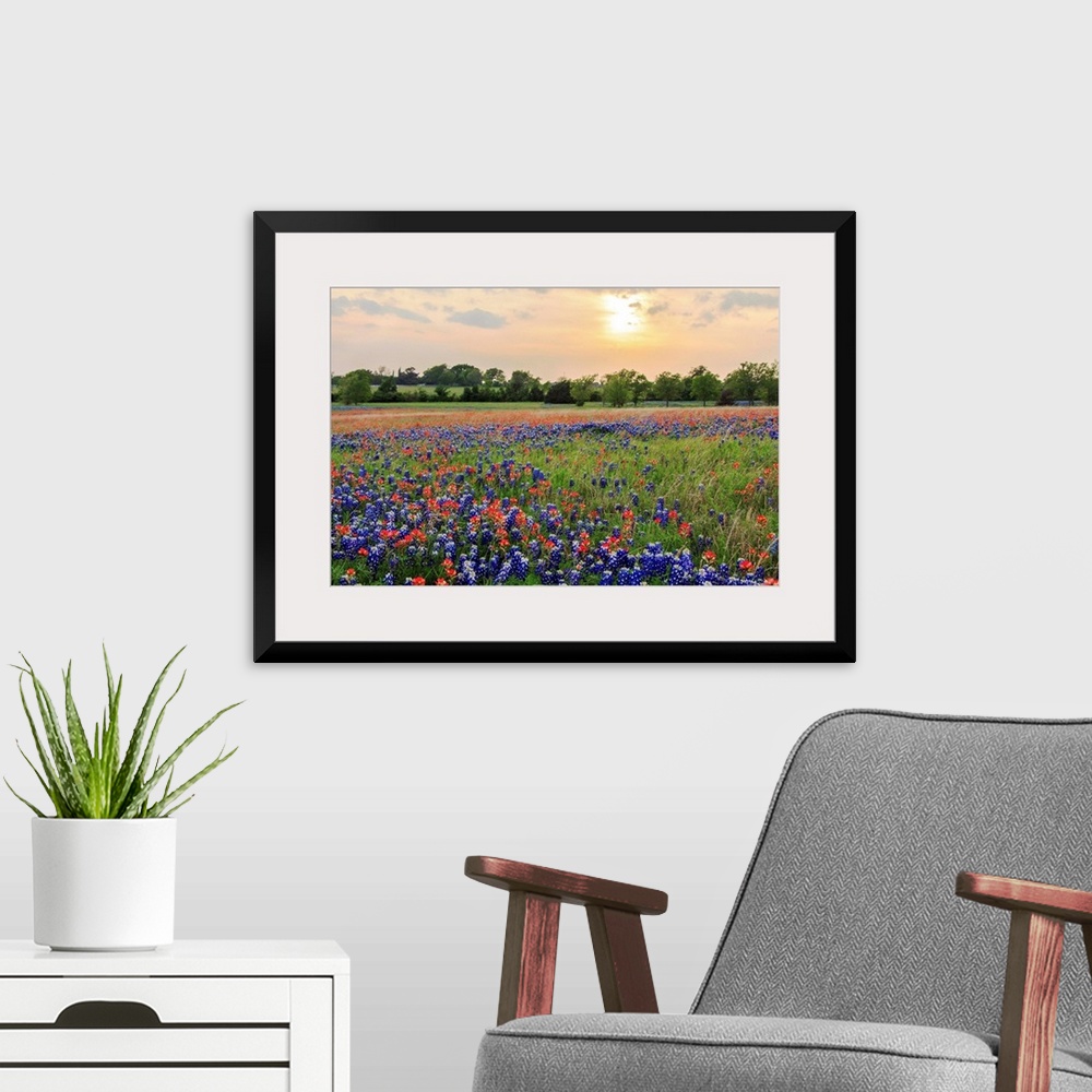 A modern room featuring An open field at Old Settler's Park in Central Texas filled with Bluebonnets and Indian Paintbrus...