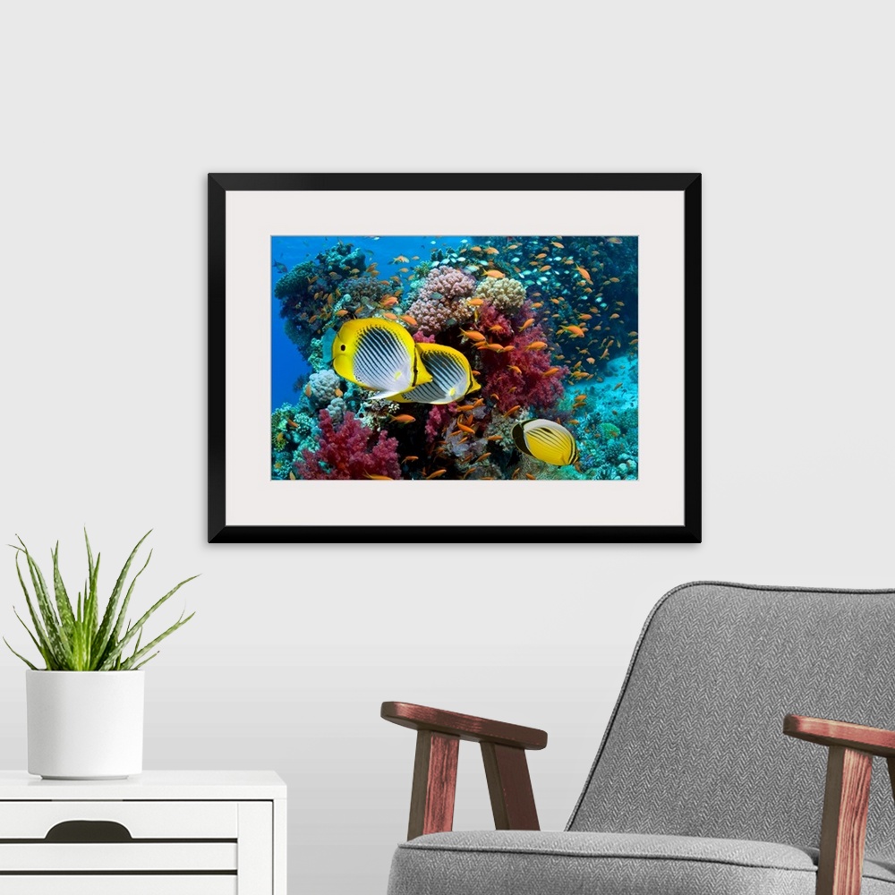 A modern room featuring A photograph taken under water with different types of fish swimming in front of multi colored co...
