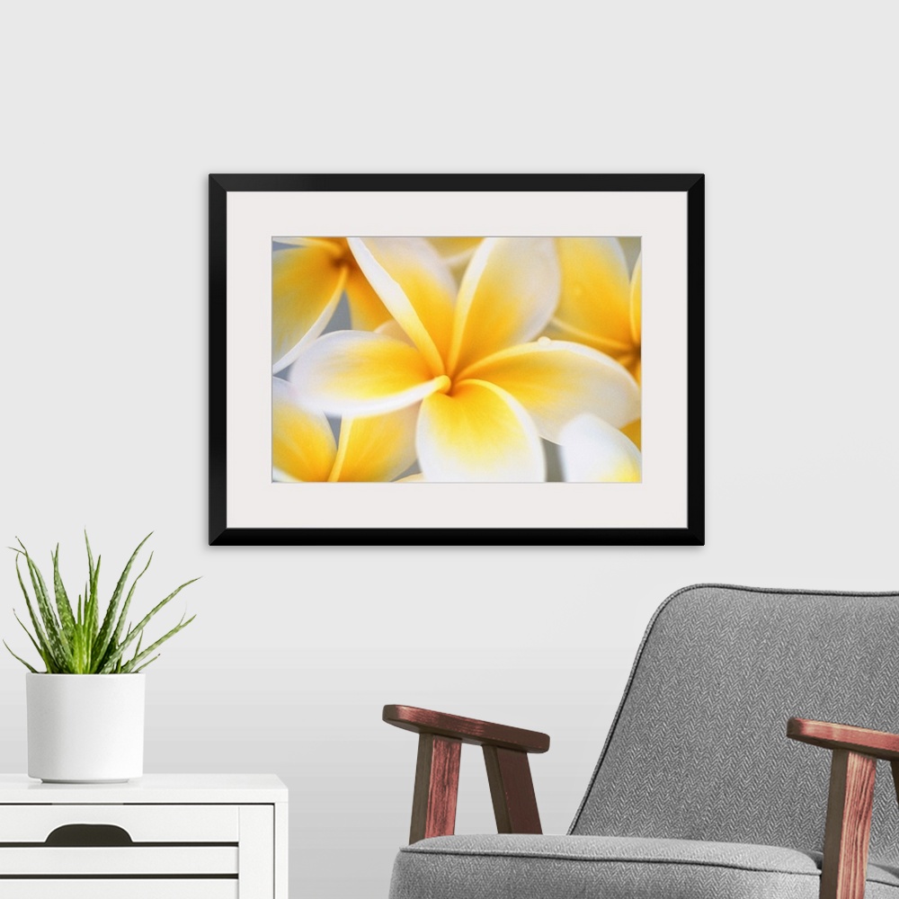 A modern room featuring Big photograph focuses on a close-up of a brightly colored group of flowers.