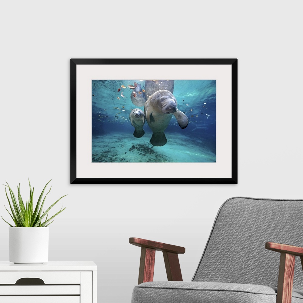 A modern room featuring A mother and baby manatee are photographed just under the surface of water.