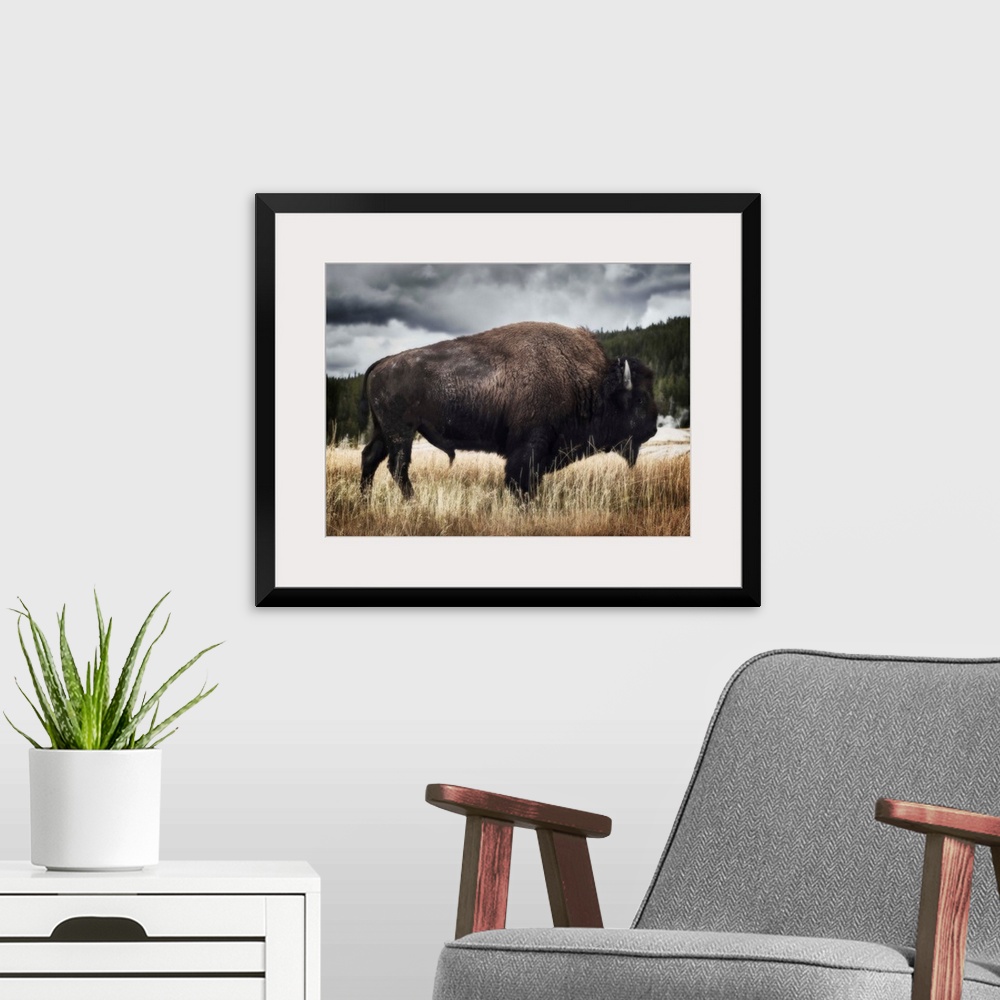 A modern room featuring Yellowstone Bison