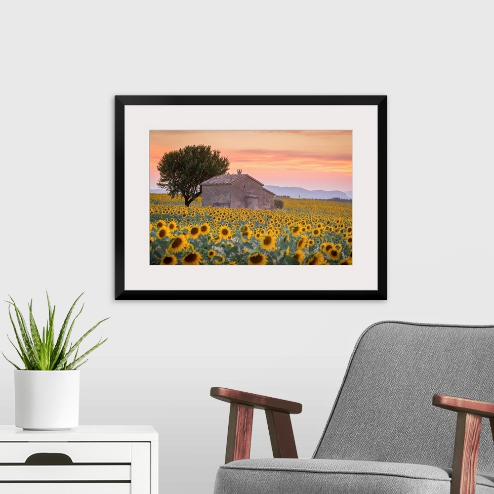A modern room featuring Provence, Valensole Plateau, France, Europe. Lonely farmhouse in a field full of sunflowers, lone...