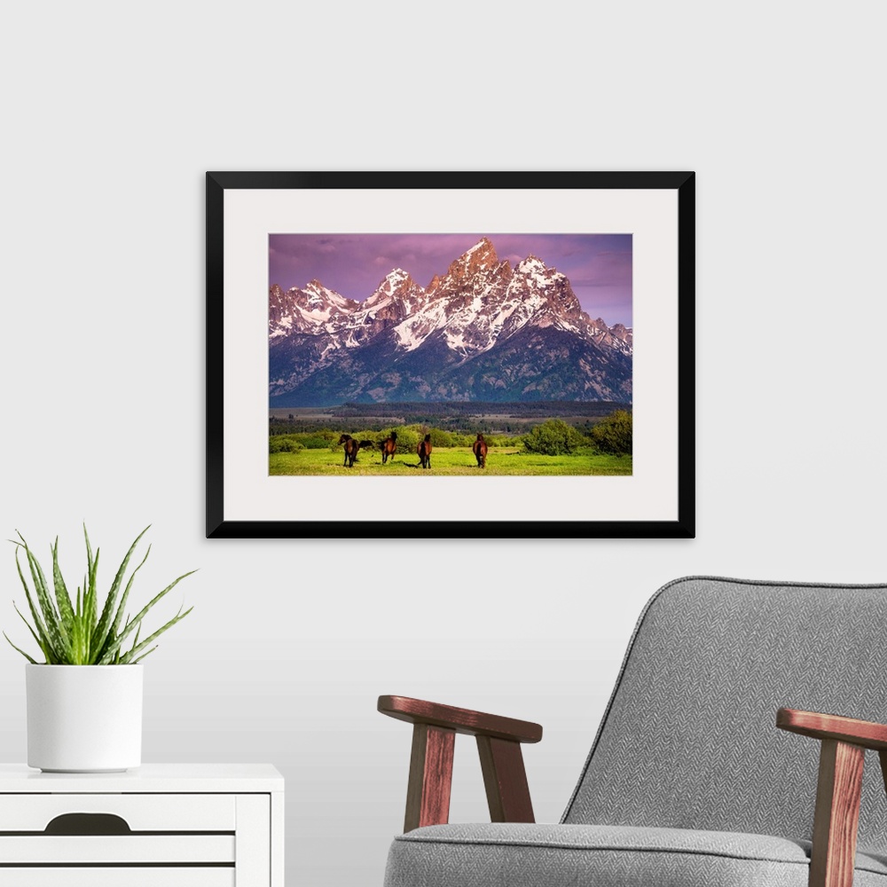 A modern room featuring Wild Horses running, Grand Teton National Park, Wyoming