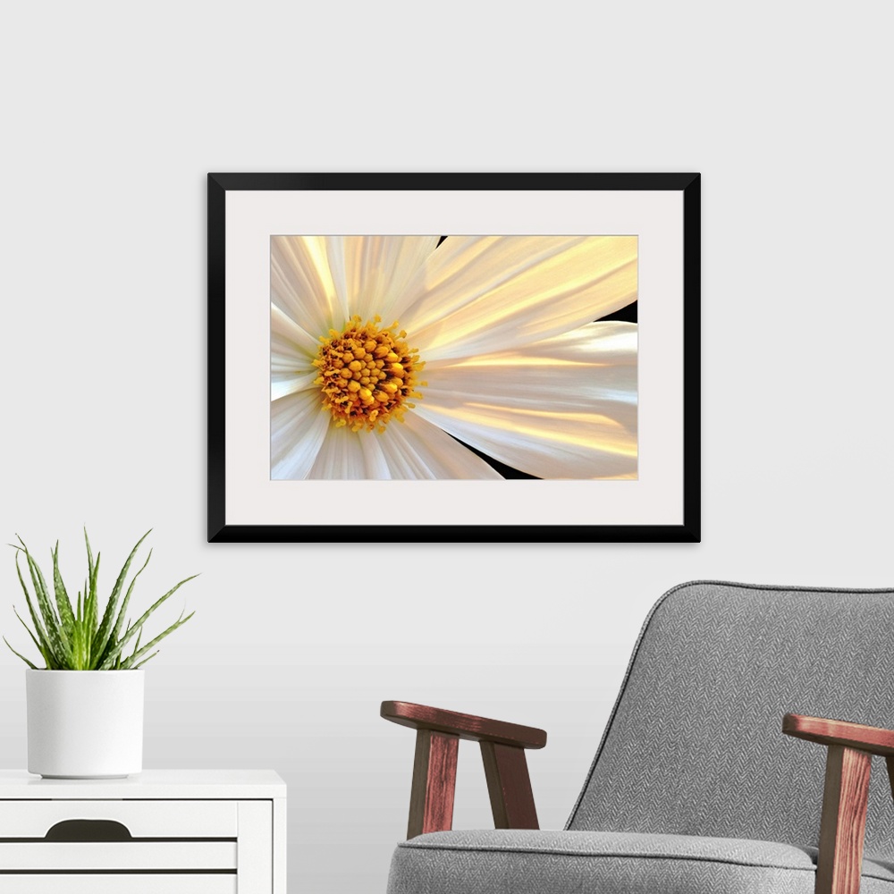 A modern room featuring Giant, horizontal close up photograph of a daisy that is sun lit from behind, with white and gold...