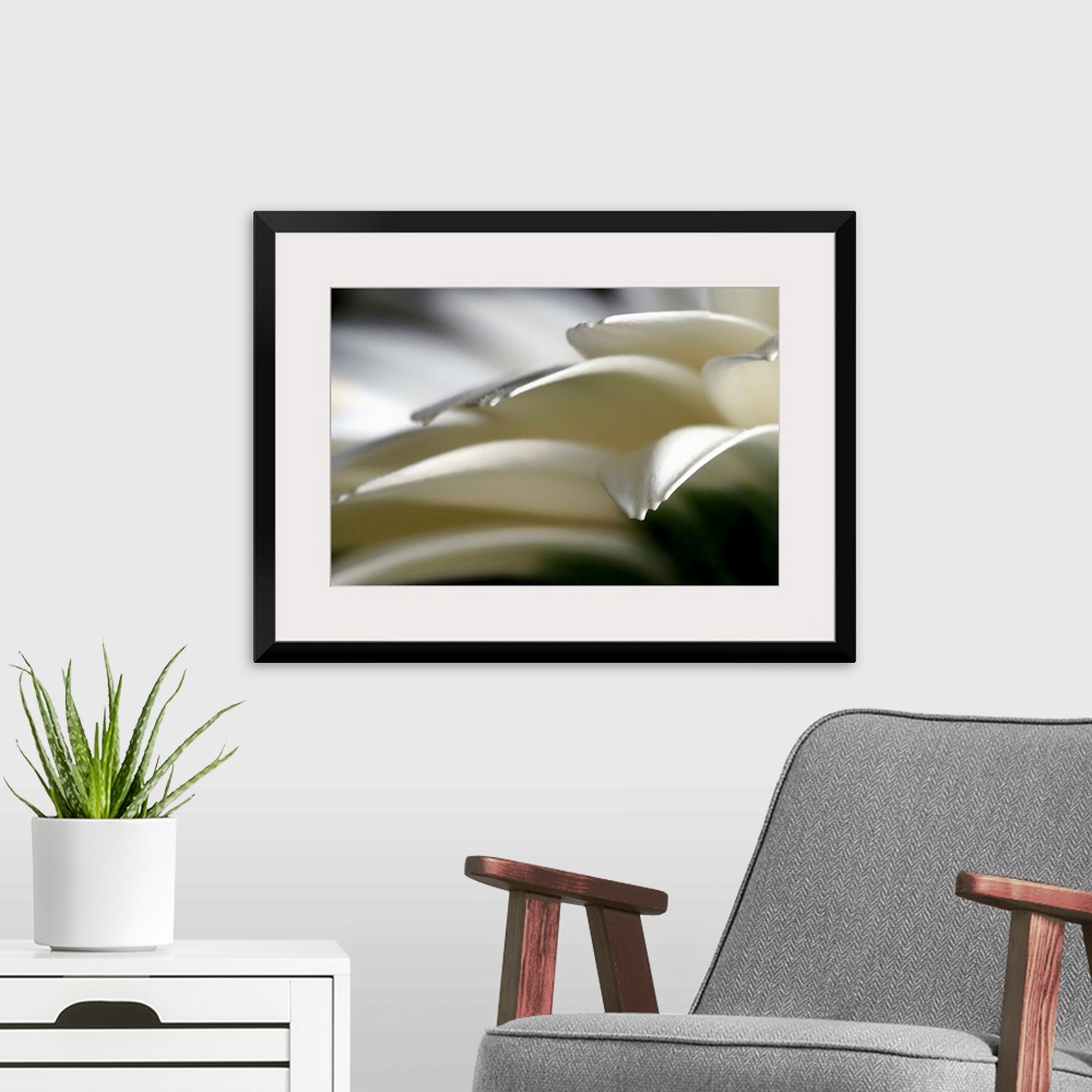 A modern room featuring Horizontal home decor of an extreme close up photograph of flower petals on a daisy.