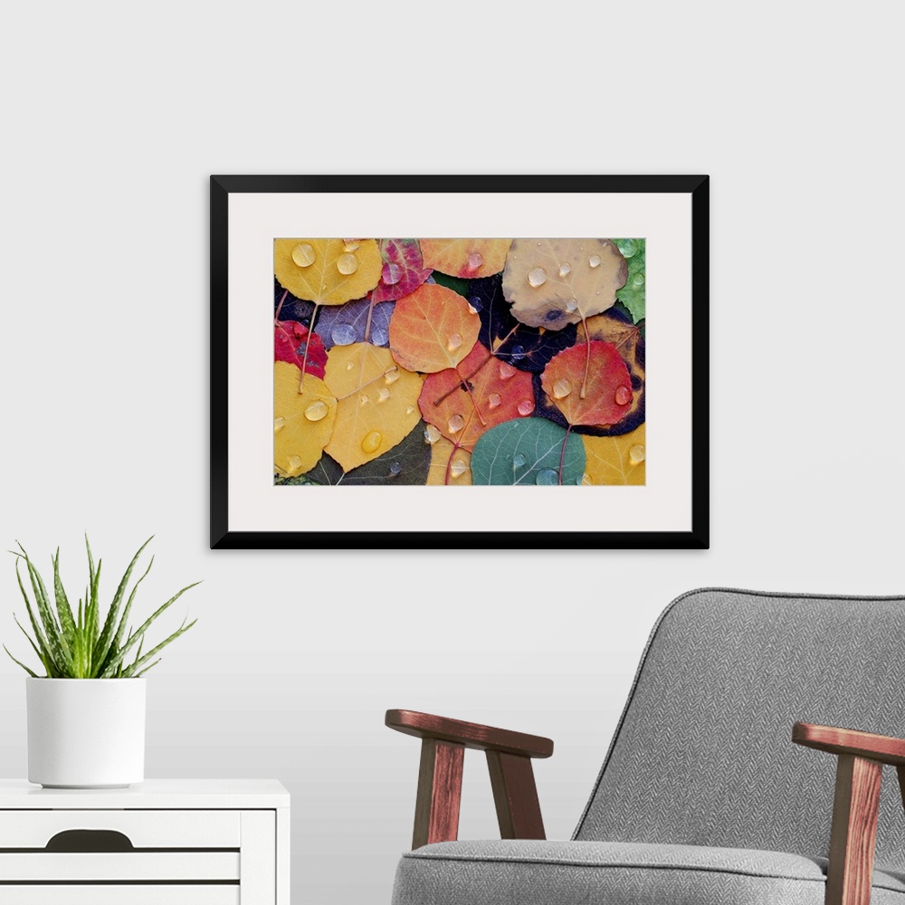 A modern room featuring A huge photograph displaying a colorful assortment of rough leaves wet with rain in the Fall.
