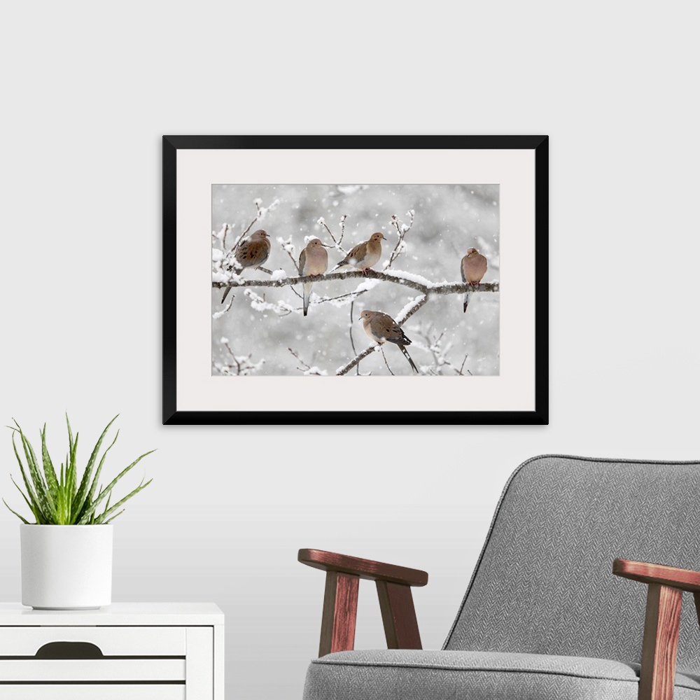 A modern room featuring Horizontal, large photograph of five mourning doves on a snow covered branch in Nova Scotia, Canada.