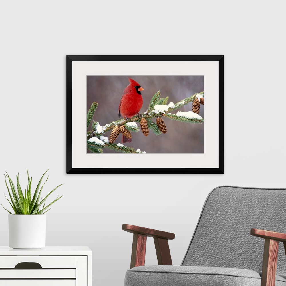 A modern room featuring A North American song bird rests on a pine branch covered with snow in his horizontal wall art.