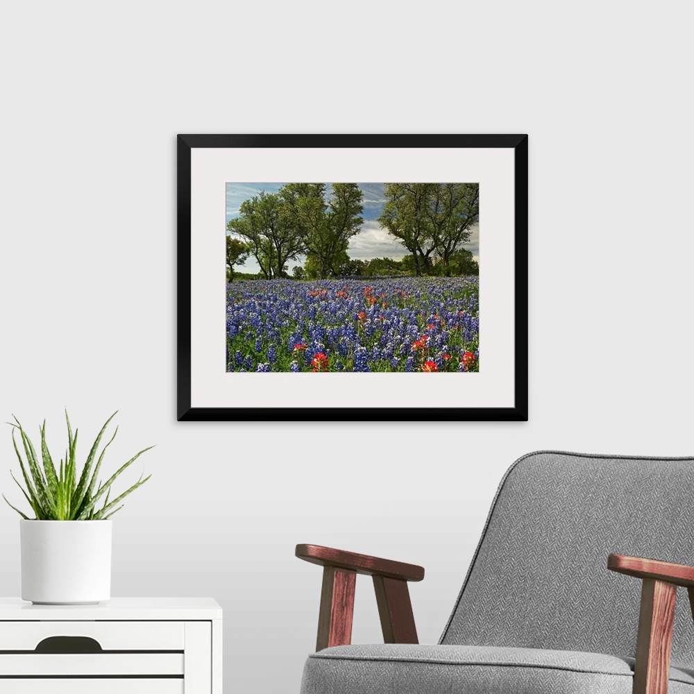 A modern room featuring Huge photograph shows a field covered with brightly colored flowers extending throughout the enti...