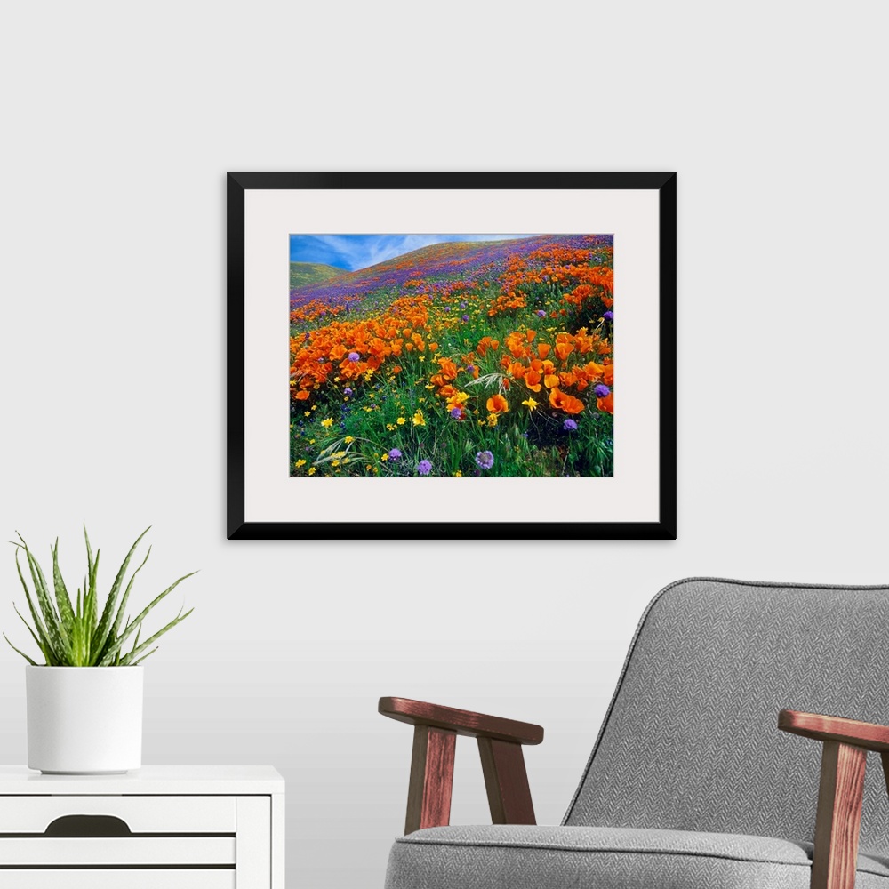 A modern room featuring This photograph is a color landscape of California Poppies (Eschscholzia californica) and other b...