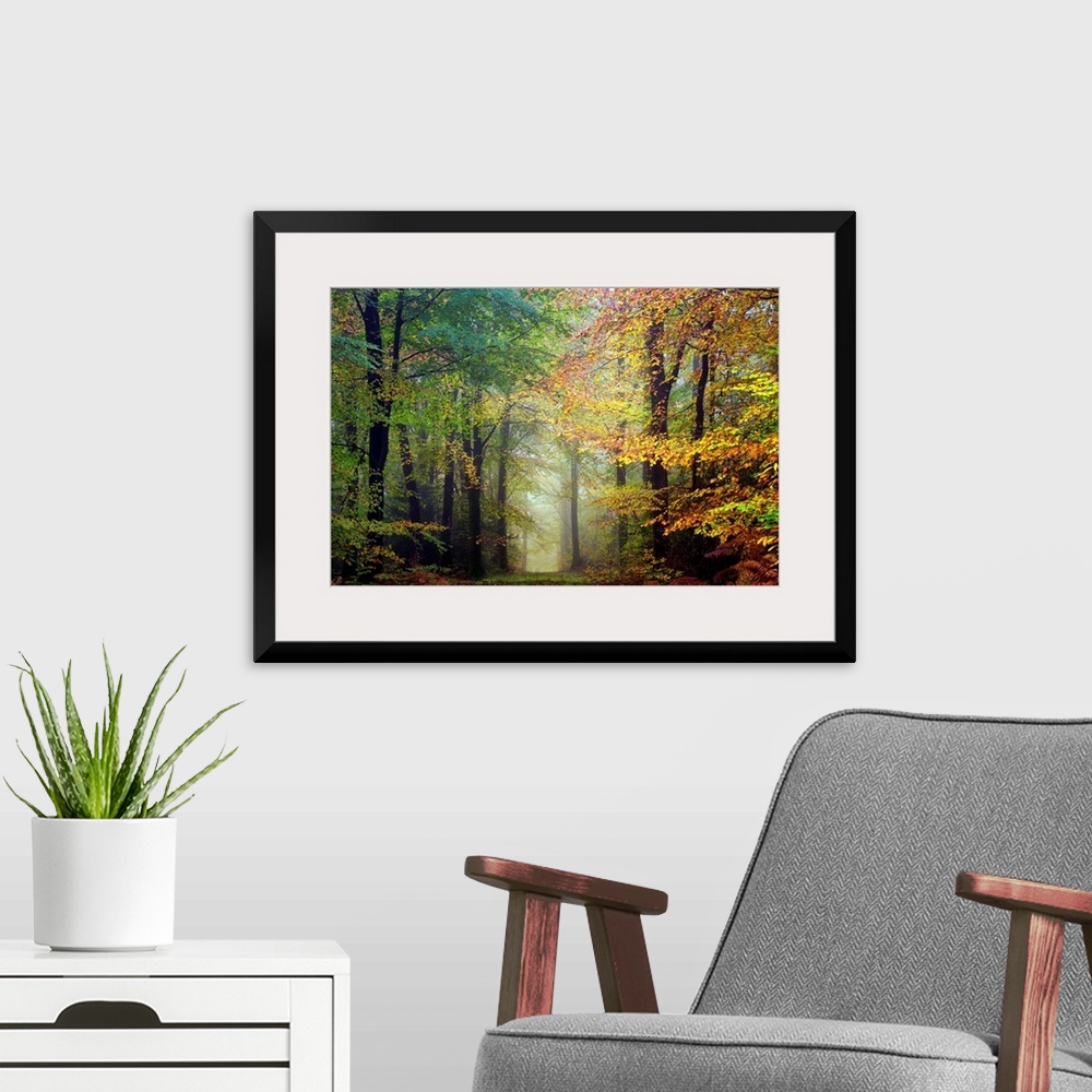 A modern room featuring Fine art photo of a path through the misty woods in the fall.