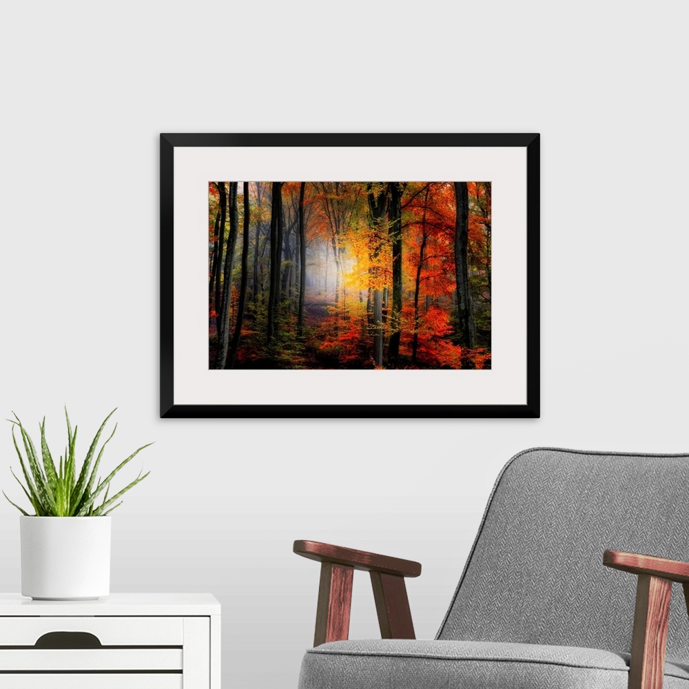 A modern room featuring Large photograph of a densely filled forest in Autumn full of trees displaying their brightly col...